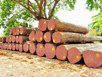 tanzania logs teak wood sizes