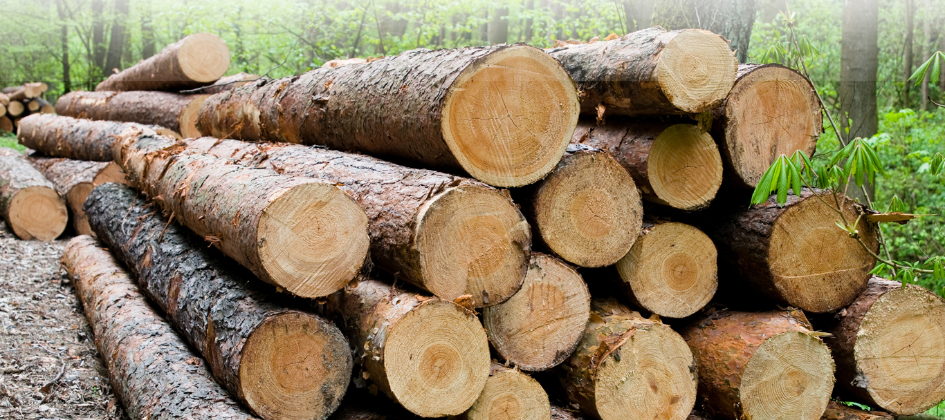 Timber Dealers Plywood Manufacturers & Wholesalers In Bangalore